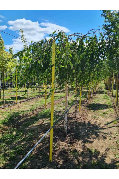 Береза бородавчата Юнгі  - ШТАМБ_ком/вис.240-250см/Ø160-180см/ШТАМБ 200-210см/обхват 18-20см 